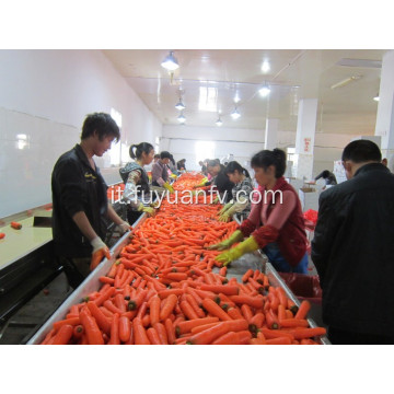 Shandong Carota nuovo raccolto